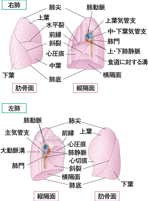 肺 位置